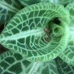 Goodyera pubescens Blatt