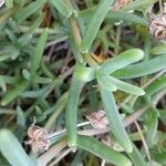 Delosperma cooperi Leaf