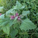 Chenopodium giganteum Blatt