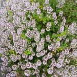 Thymus longicaulis 花