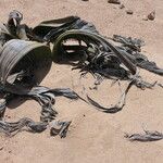 Welwitschia mirabilis Blatt