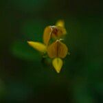 Crotalaria medicaginea പുഷ്പം