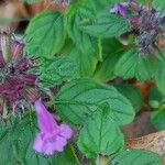 Clinopodium vulgare Blad