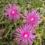 Delosperma cooperi പുഷ്പം