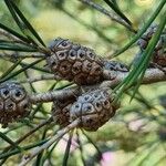 Melaleuca nodosa Frukto