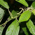 Acalypha apodanthes Levél