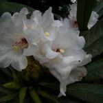 Rhododendron calophytum Flor