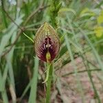 Cryptostylis erecta Flor