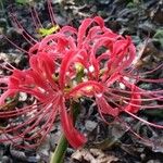 Lycoris radiata Muu