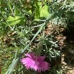 Dianthus plumarius Листок