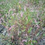 Persicaria maculosa Kvet