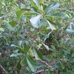 Quercus nigra Φύλλο
