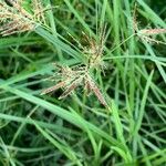 Cyperus rotundus Fruit