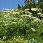 Laserpitium gallicum Habit
