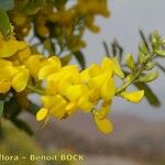 Adenocarpus anagyrifolius Flower