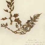 Oxybasis chenopodioides অভ্যাস