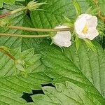 Fragaria viridis Flower