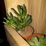 Crassula ovataDeilen