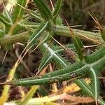 Cirsium ferox Frunză