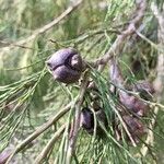 Callitris roei Fruto
