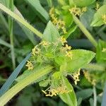 Cruciata laevipes Leaf