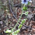 Cynoglossum creticum Fruit