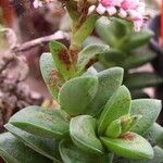 Crassula perfoliata Συνήθη χαρακτηριστικά