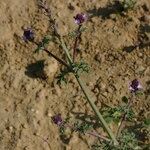 Verbena supina Outro