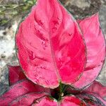 Aglaonema commutatum Liść