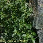 Mercurialis corsica