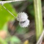 Galium aparine फल