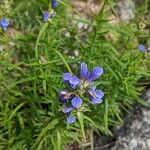 Dracocephalum ruyschiana Blüte