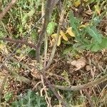 Brassica barrelieri Feuille