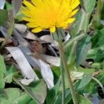 Sonchus bulbosus Fula