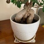 Ficus retusaΦύλλο