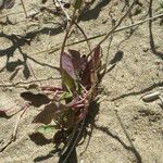 Aetheorhiza bulbosa Leaf