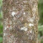 Elvasia elvasioides Bark