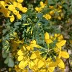 Coronilla valentinaЦветок