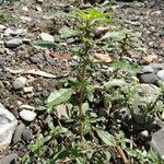 Amaranthus blitoides Folla