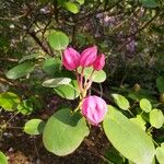 Rhododendron orbiculare Kvet