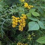 Tanacetum vulgareFlower