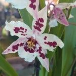 Oncidium crocidipterum Flor