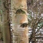 Betula maximowicziana 樹皮