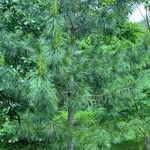 Pinus sibirica Листок