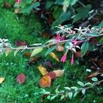 Fuchsia regia Flower