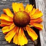 Helenium autumnale Çiçek