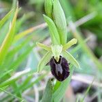 Ophrys arachnitiformis മറ്റ്