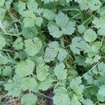 Ranunculus repens Leaf