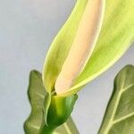 Alocasia micholitziana Цветок