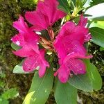 Rhododendron maximum Λουλούδι